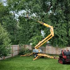 How Our Tree Care Process Works  in  Brisbane, CA