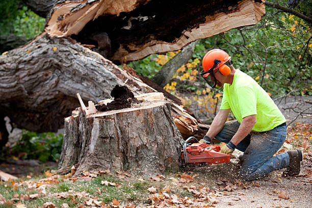 Tree and Shrub Care in Brisbane, CA