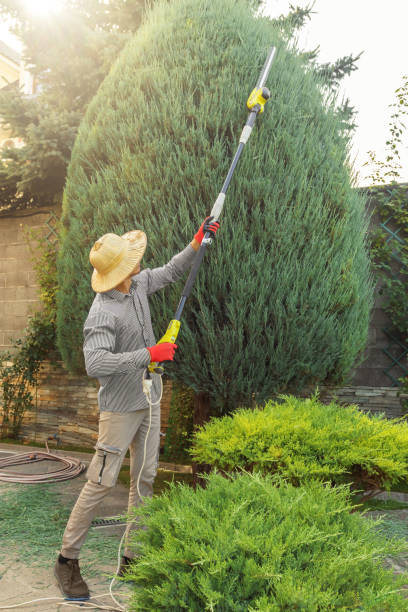 Best Lawn Disease Treatment  in Brisbane, CA